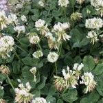 あるぱかちゃんさんのプロフィール画像