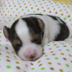 なおねこさんのプロフィール画像