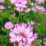 のぞむしさんのプロフィール画像