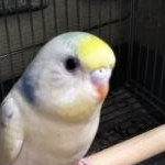 mocomamaさんのプロフィール画像