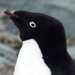 アデリーペンギンさんのプロフィール画像