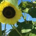 ゆずさんのプロフィール画像