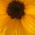 あっぷるんさんのプロフィール画像