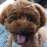 mofuさんのプロフィール画像