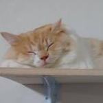 だいふくさんのプロフィール画像