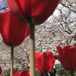 sakusoraさんのプロフィール画像