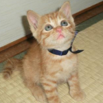 夕鶴さんのプロフィール画像