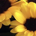 青雪さんのプロフィール画像