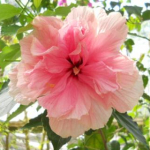 小梅さんのプロフィール画像