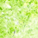  しゅふれぽさんのプロフィール画像