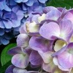 めろんさんのプロフィール画像