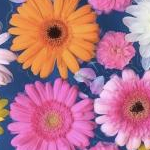 エルサさんのプロフィール画像