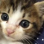 カスミさんのプロフィール画像