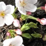 meeenaさんのプロフィール画像