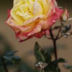 うぐりさんのプロフィール画像