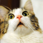 ねねさんのプロフィール画像