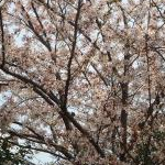 2児ママさんのプロフィール画像