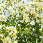 しおりさんのプロフィール画像