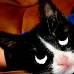 ホグさんのプロフィール画像