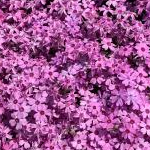 のまさんのプロフィール画像