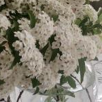 aymiさんのプロフィール画像