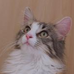 マイさんのプロフィール画像