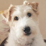 ティブロンさんのプロフィール画像