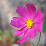 ☆ＣｈｉＥ☆さんのプロフィール画像