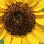 YUCCAさんのプロフィール画像