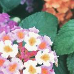 muuさんのプロフィール画像