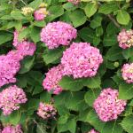 maronさんのプロフィール画像