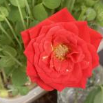 KOUさんのプロフィール画像