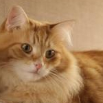 もふこ@コスメ美容大好き