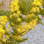 SORAさんのプロフィール画像