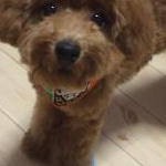 リンゴ@動物好き