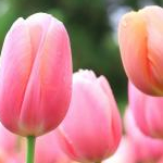 ちゅーりっぷ＠男の子兄弟ママさんのプロフィール画像