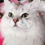 ひぃちゃんさんのプロフィール画像