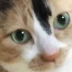 chaco-chibi-eruさんのプロフィール画像