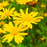 Yukinaaaaaさんのプロフィール画像