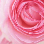 フルフル♪さんのプロフィール画像