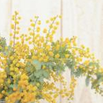 はっぴぃさんのプロフィール画像