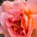 アズベスさんのプロフィール画像