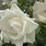 alyssa167さんのプロフィール画像