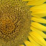 くらげさんのプロフィール画像