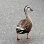 kinokoさんのプロフィール画像