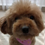 bobobimi1さんのプロフィール画像