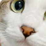 チョコチョコ太さんのプロフィール画像