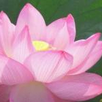 たけのこきのこさんのプロフィール画像