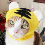 キンキキさんのプロフィール画像