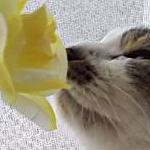 凛さんのプロフィール画像